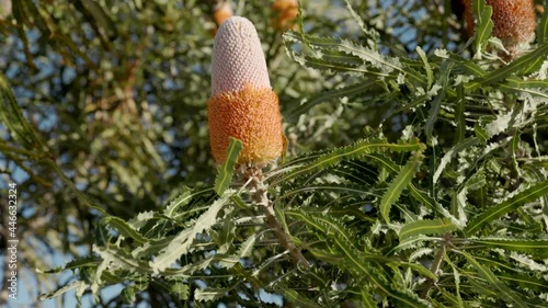 high frame rate clip of a partially open acorn banksia flower at kalbarri national park in western australia photo
