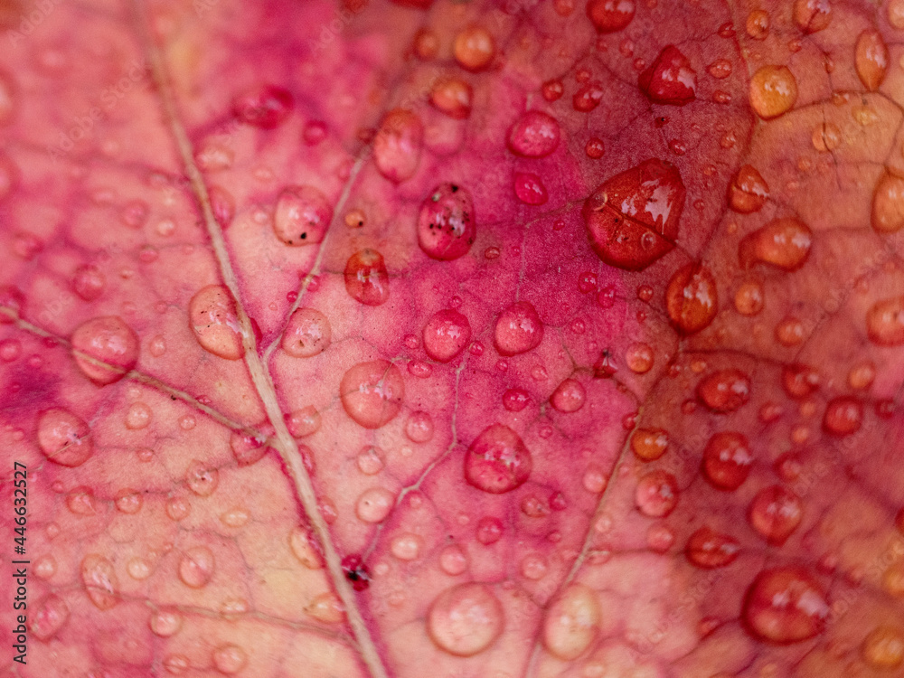 Fototapeta premium Water Drops