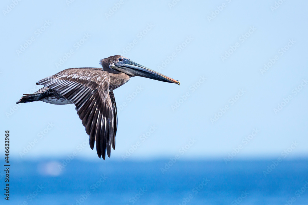 Obraz premium Brown Pelican