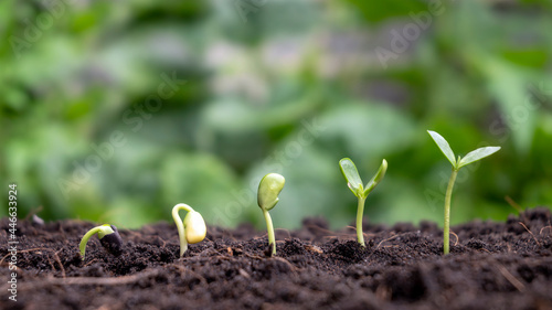 Concept of plant growth and cropping. Trees growing on fertile soils, respectively, the germination of trees.
