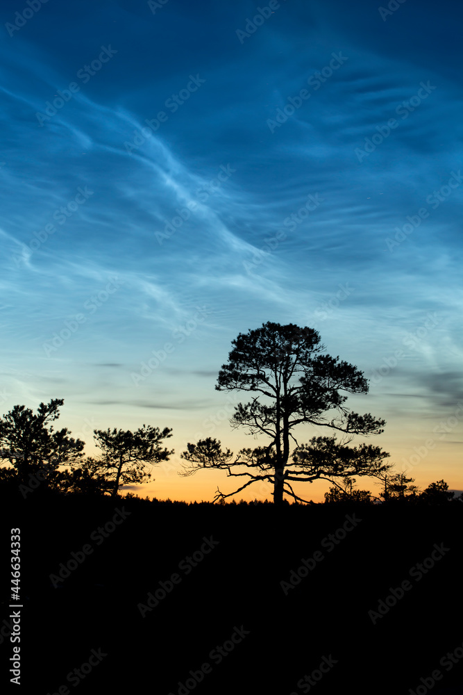 Noctilucent clouds, known also as night shining clouds seen in the summer at Kakerdaja bog in Estonia, Europe