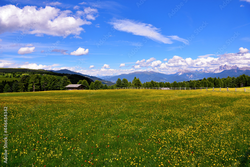 alpe di villandro It is the second largest mountain pasture in Europe and  panorama dolomites south tyrol italy