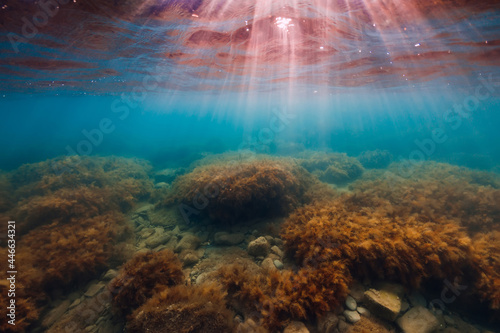 Underwater scene with seaweed, sun rays and transparent ocean water.