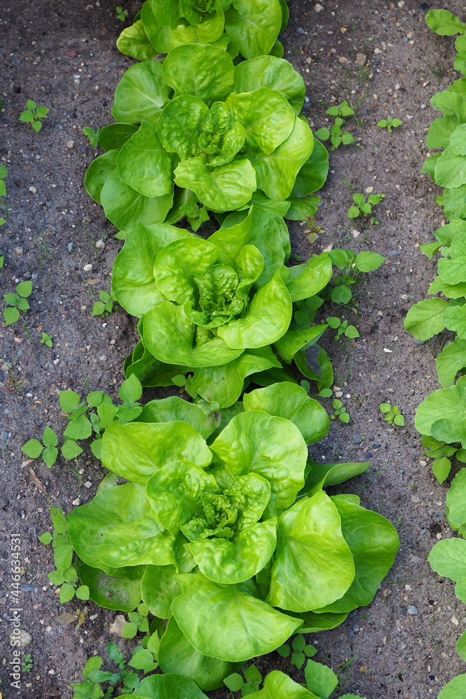 salad lettuce growing in a vegetable garden salad lettuce growing in a vegetable garden