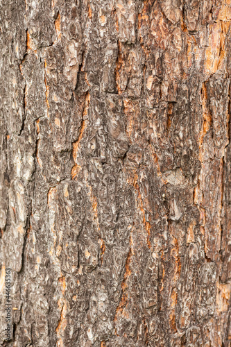 Bark of tree. Pine tree bark texture. Aged and dry tree bark. Rough material.