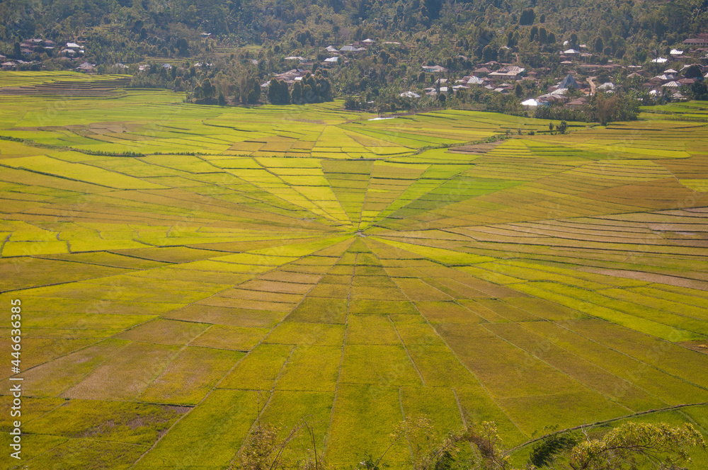 Spider Web form of  traditional Rice field 