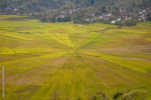 Spider Web form of traditional Rice field 