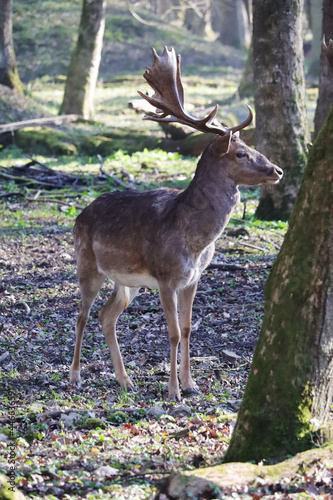 Deers in the forest in Germany © nastyakamysheva