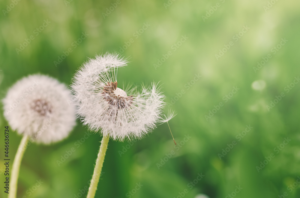 white dandelions with seeds on a green blurry background white dandelions with seeds on a green blurry background