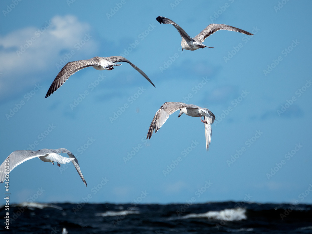 Four seagulls fly over the sea waves, hunting fish on a sunny day Four seagulls fly over the sea waves, hunting fish on a sunny day