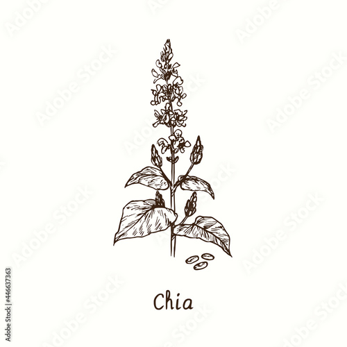 Chia plant. Ink black and white doodle drawing in woodcut style.