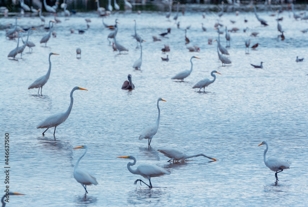 Group of Great white egrets (Ardea alba) looking for food in a pond, Sanibel Island, J.N. Ding Darling National Wildlife Refuge, Florida