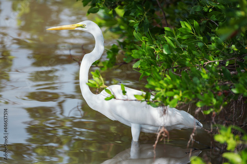 Great white egret (Ardea alba) looking for food, Sanibel Island, J.N. Ding Darling National Wildlife Refuge, Florida photo