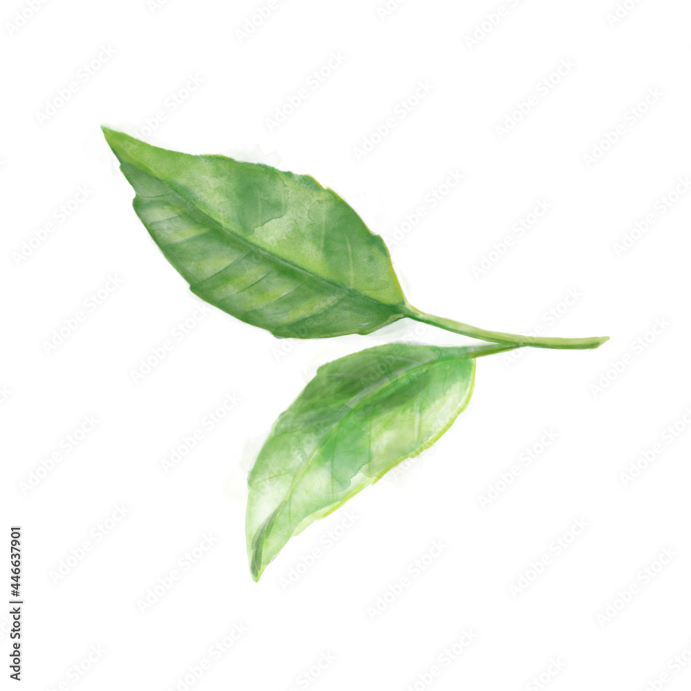 Obraz premium Green Tea Leaves. Hand painted Watercolor illustration on white isolated background. Asian medical herb. Drawing for greeting cards, invitations and packaging design