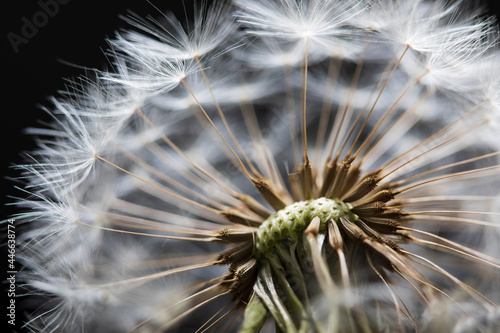 Close up of Dandelion seedhead photo