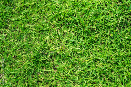 full frame image of green grass, direct above view