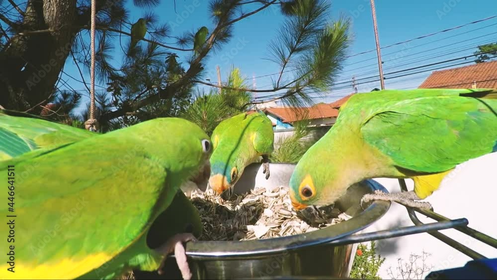 Vidéo Stock Flock of green parakeets eating sunflower seeds over a