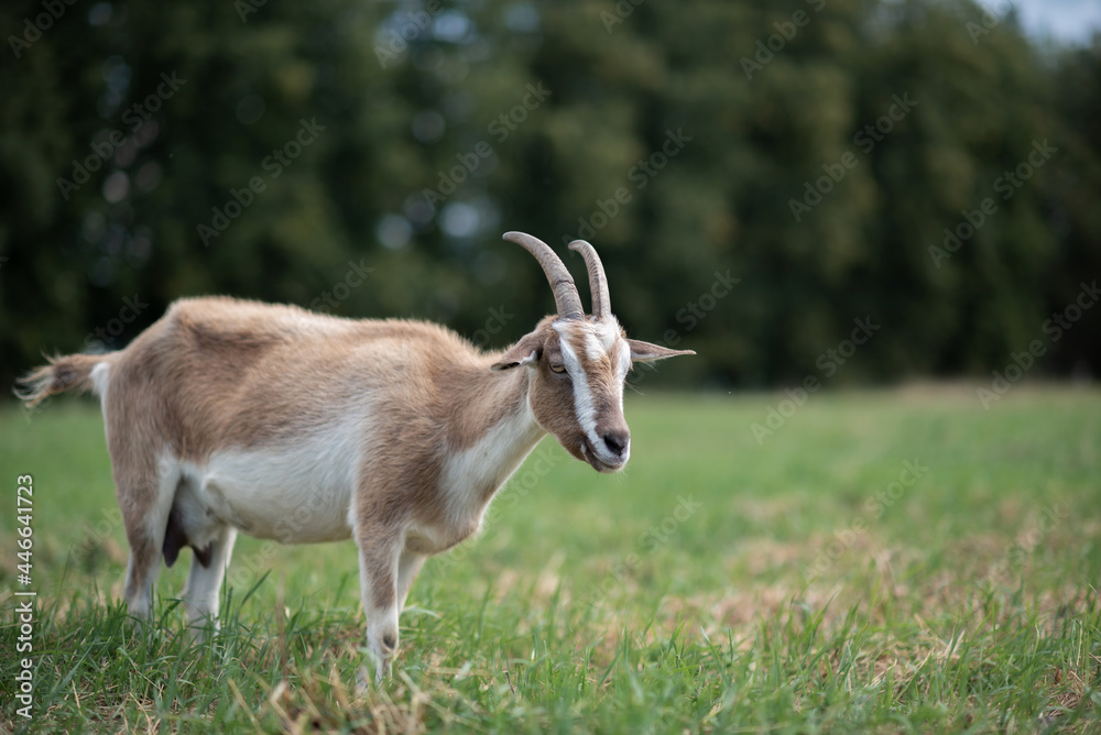 Beautiful purebred domestic goat in the meadow. Beautiful purebred domestic goat in the meadow.