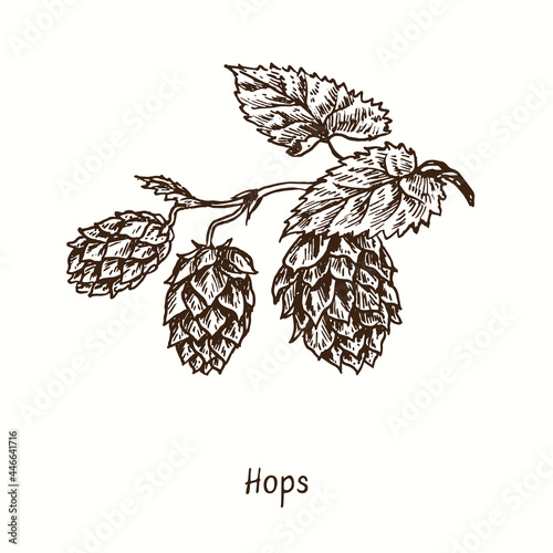 Hops branch. Ink black and white doodle drawing in woodcut style.