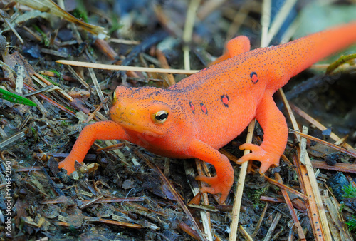 Photo Focus Stacked Image of a Eastern Red Spotted Newt, eft Stage
