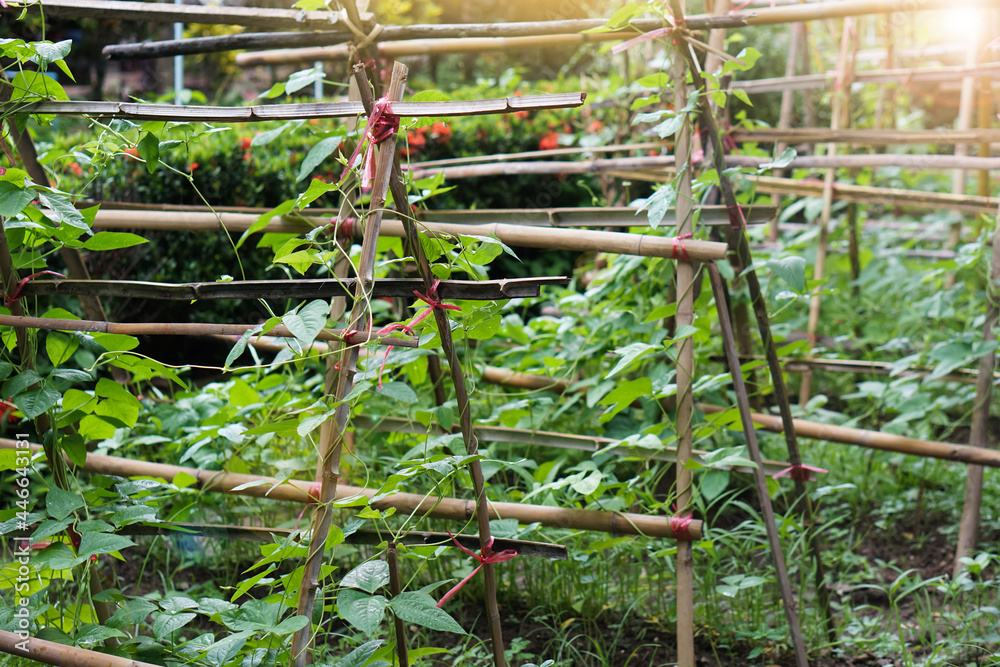Bamboo structure for climbing vegetable plants  in garden that Thai gardens grow vegetables at backyard . Concept : organic gardening. DIY natural material for agriculture.    