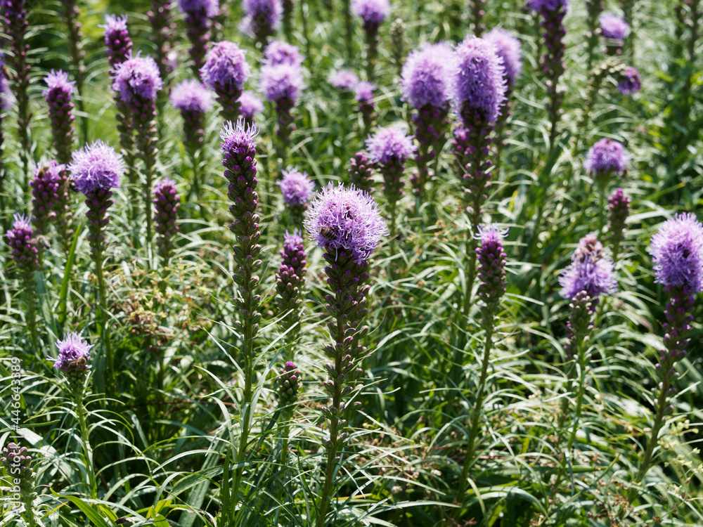 Obraz premium Dense blazing star or Liatris spicata with stunning purple flowers in a long spike at the top of a stem with leaves around it in a spiral