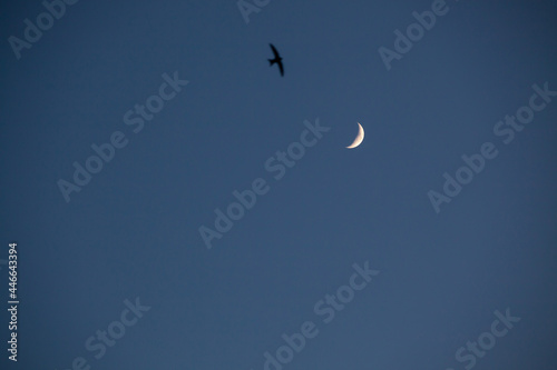 Moon in a clear sky before dark with swift bird silhouette. Unfocused black bird against young moon. clear sky. the waxing crescent