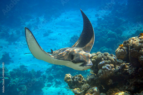 Spotted Eagle Ray (Aetobatus narinari) in the Red Sea,Egypt photo