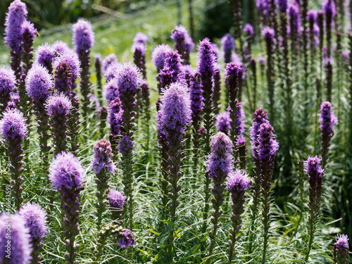 Dense blazing star or Liatris spicata with stunning purple flowers in a long spike at the top of a stem with leaves around it in a spiral photo