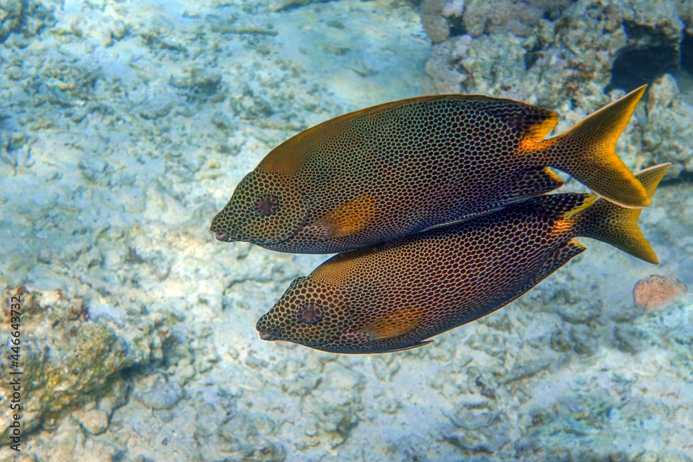 Naklejka premium Stellate rabbitfish - Siganus stellatus laqueus in Red Sea 