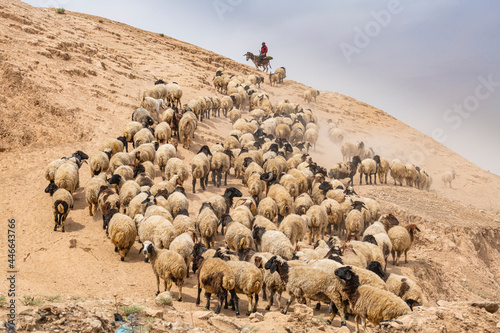 Shepherd with his sheep, Mosul, Iraq photo