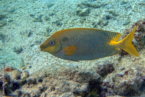 Stellate rabbitfish - Siganus stellatus laqueus in Red Sea 