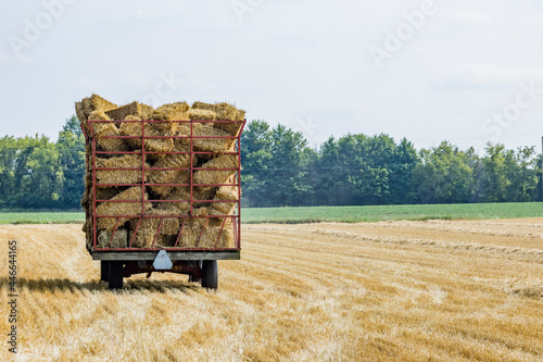 A wagon of straw bales parked in a wheat field on a hazy day. photo