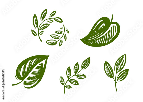 Set of green leaves design elements. Natural, organic symbol vector illustration