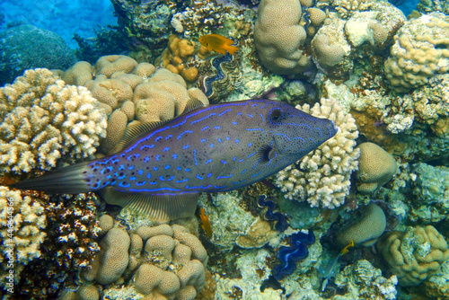 Scribbled Filefish or Scrawled filefish - Aluterus scriptus on Coral Reef in Egypt 