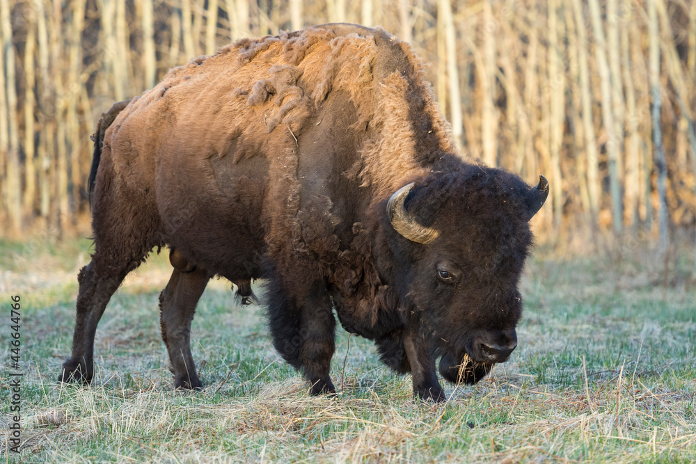 Plains Bison shedding winter fur in Spring, Elk Island National Park, Alberta, Canada Plains Bison shedding winter fur in Spring, Elk Island National Park, Alberta, Canada