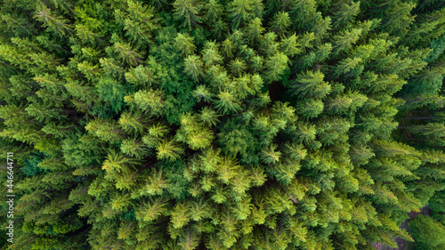 Pristine spruce forest aerial view. Green nature background of fir-tree tops. Drone photo from directly above position