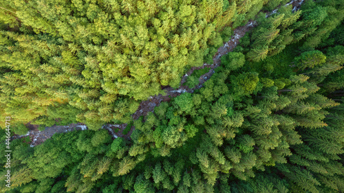 Aerial view of mountain stream flowing through pristine spruce forest. Green nature background of fir-tree tops in sunlight. Drone photo from directly above position