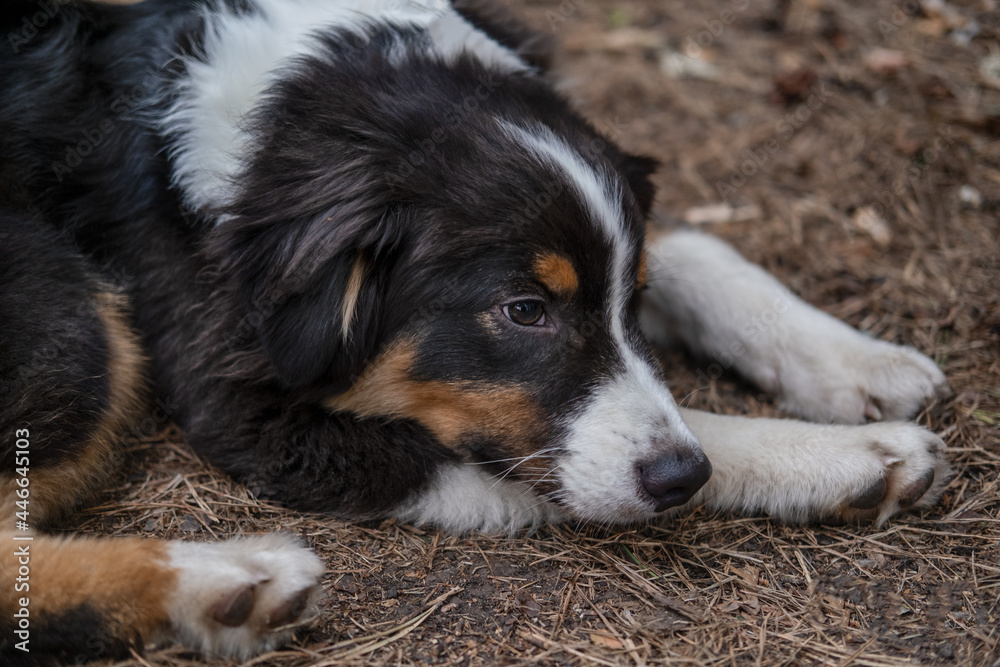 Homeless dog outdoor. Australian shepherd three colours puppy dog lie down on grass