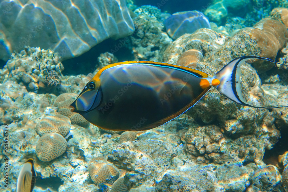 Orangespine unicornfish (Naso elegans) clouse up view, in the Red Sea, Egypt Orangespine unicornfish (Naso elegans) clouse up view, in the Red Sea, Egypt