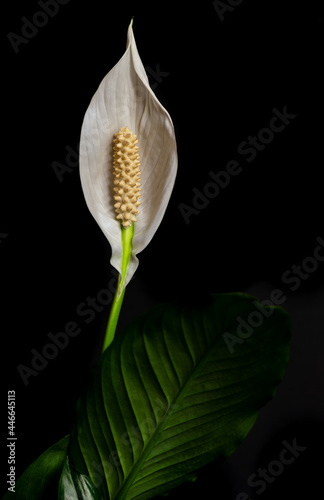 Detailed closeup image of a Peace Lilly in bloom on a black background