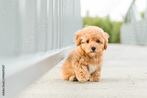 Obraz na płótnie Brown puppy dog poodle on the floor