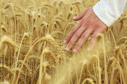 Farmer s hands touching spikelets close-up on the background of a wheat field