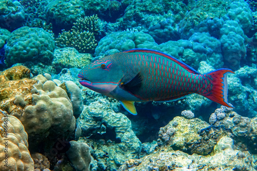 Fototapeta Naklejka Na Ścianę i Meble -  Bicolor Parrotfish - Cetoscarus bicolor ,coral fish in the Red Sea 