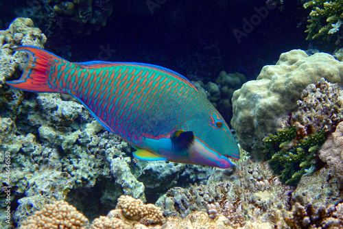 Bicolor Parrotfish - Cetoscarus bicolor  coral fish in the Red Sea 
