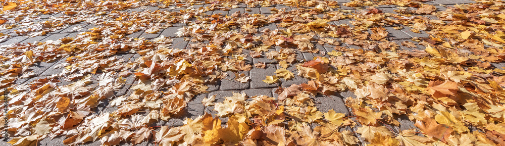 Close up of autumnal carpet of maple leaves, textured image Close up of autumnal carpet of maple leaves, textured image
