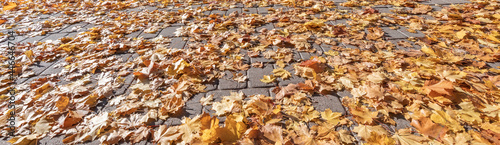 Close up of autumnal carpet of maple leaves, textured image