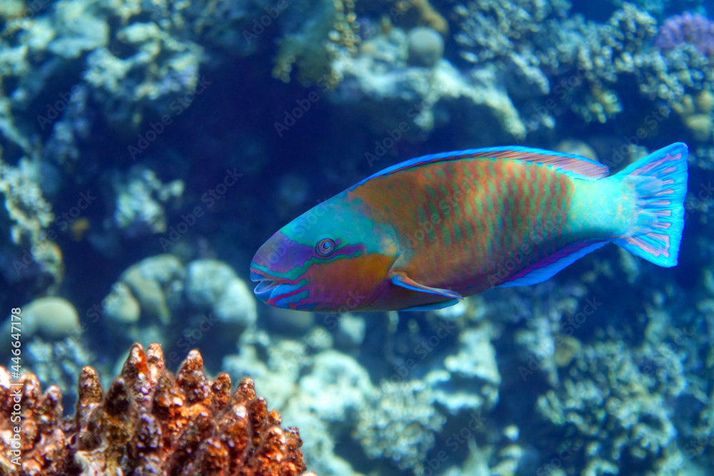 Daisy parrotfish - Chlorurus sordidus, Red Sea Daisy parrotfish - Chlorurus sordidus, Red Sea