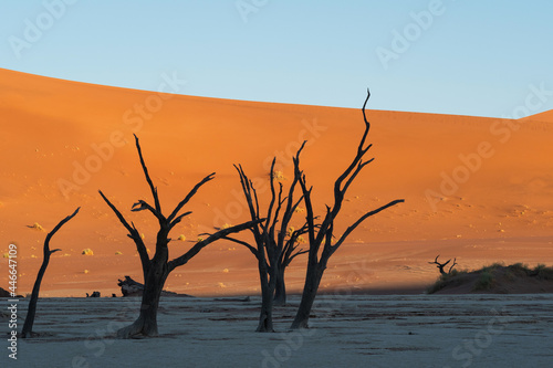 Dead camelthorn trees against towering sand dunes at Deadvlei in the Namib-Naukluft National Park, Namibia, Africa. © R.M. Nunes
