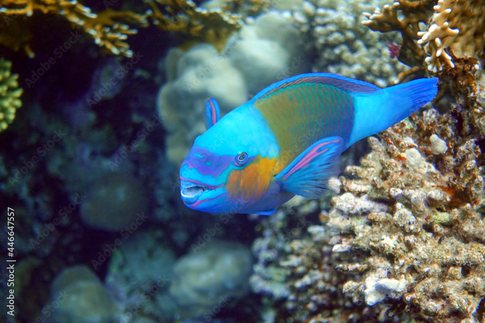 Naklejka premium Daisy parrotfish - Chlorurus sordidus, Red Sea